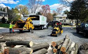 Professional Tree Services in Highland, NY
