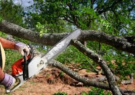 Best Tree and Shrub Care  in Highland, NY