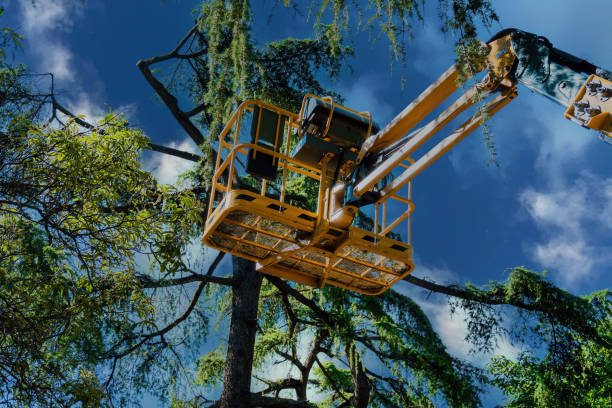 Best Tree Removal  in Highland, NY