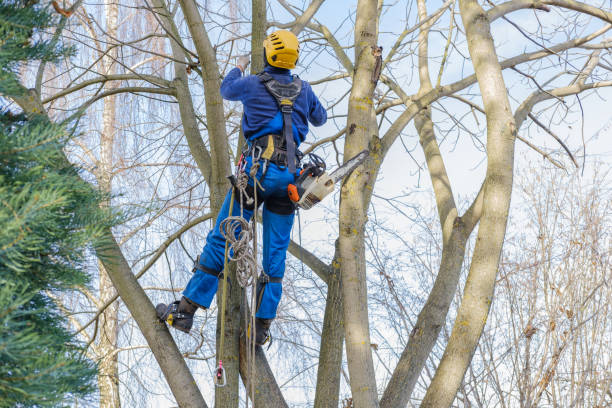Best Aeration Services  in Highland, NY