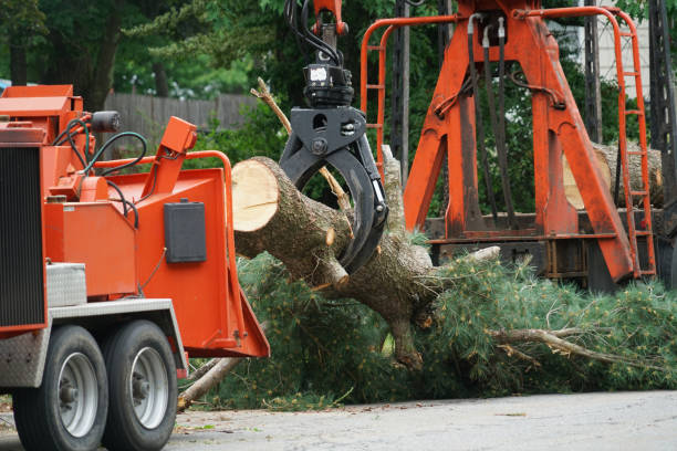 Best Arborist Consultation Services  in Highland, NY