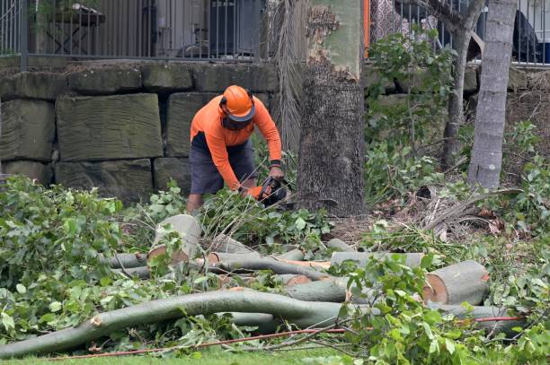 How Our Tree Care Process Works  in  Highland, NY