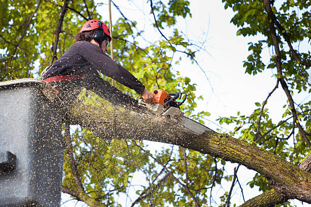 Best Commercial Tree Services  in Highland, NY
